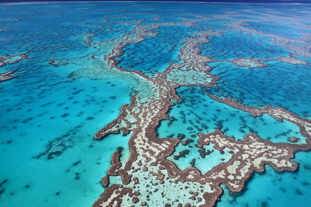 Coral reefs